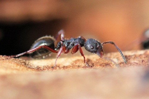Ant (Dolichoderus scabridus) (Dolichoderus scabridus)